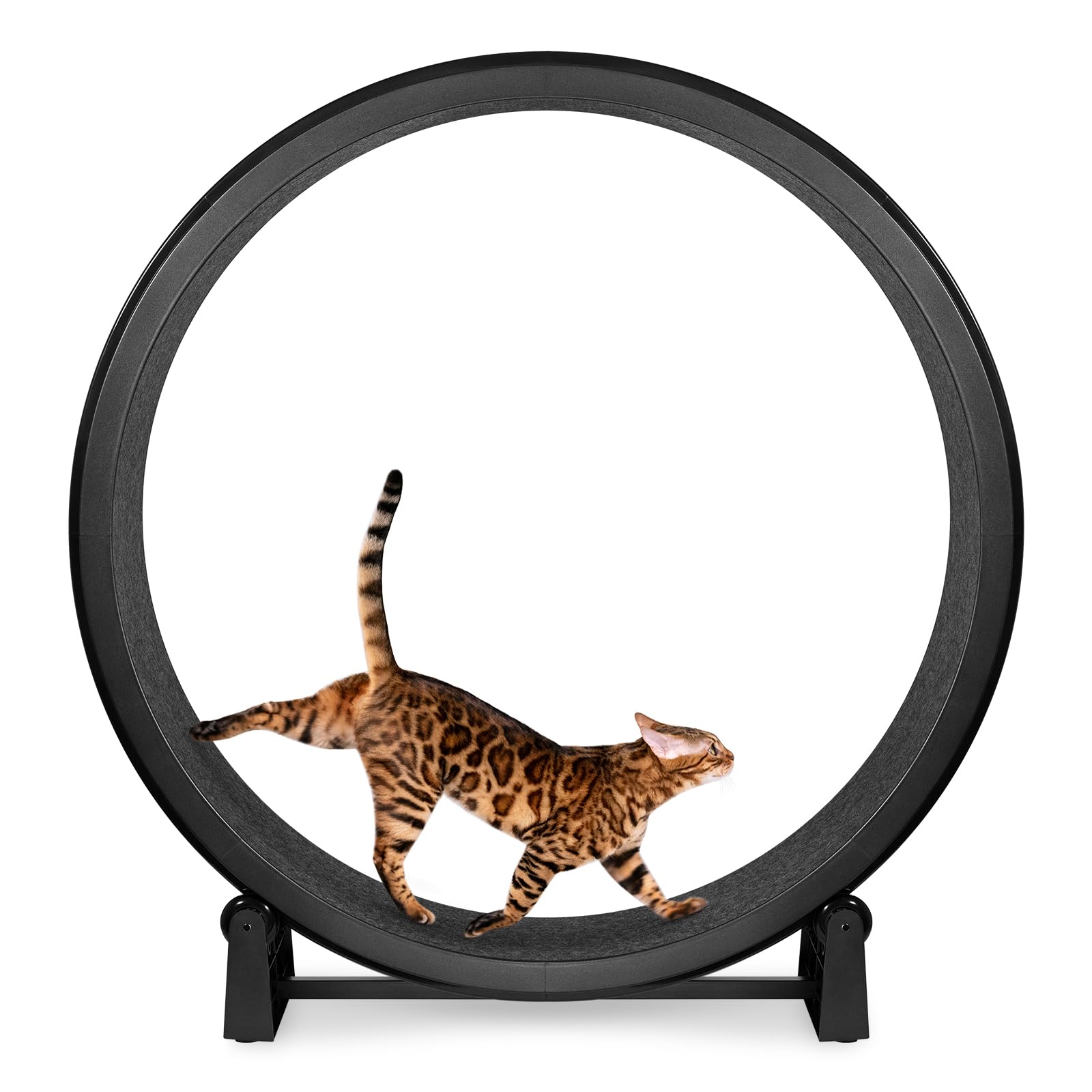 Amazon.com : One Fast Cat - Cat Exercise Wheel - Gen. 7 - Safe 48
